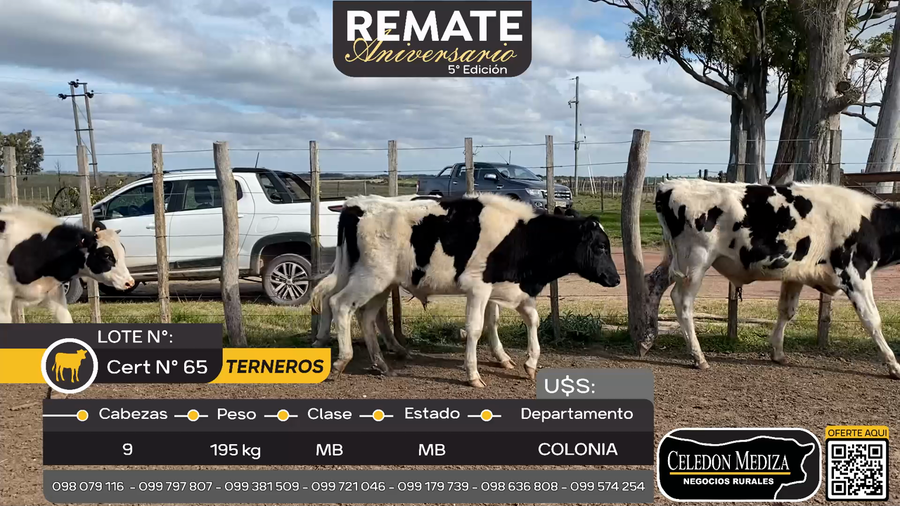 Lote 9 Terneros A  9 km de Palo Solo , Colonia