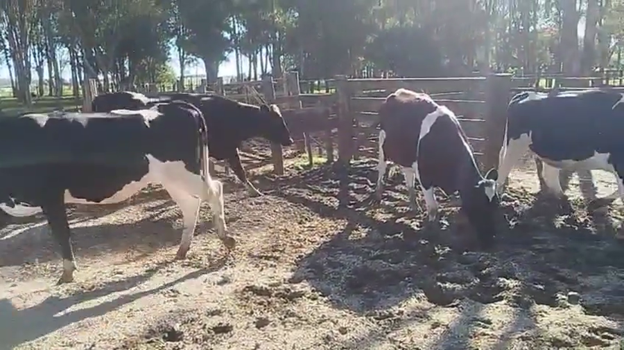 Lote 4 Vaquillonas  a remate en Pantalla Camy 470kg - , San José