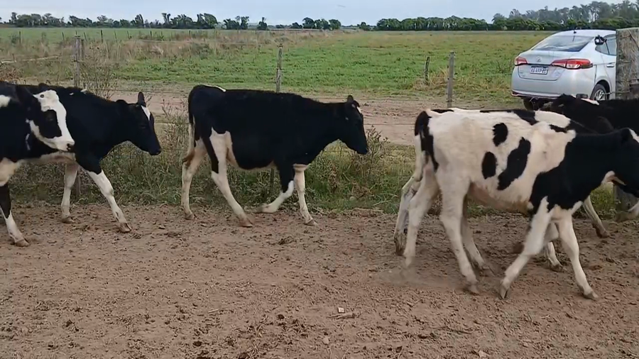 Lote 26 Terneras Holando Argentino en Sunchales, Santa Fe