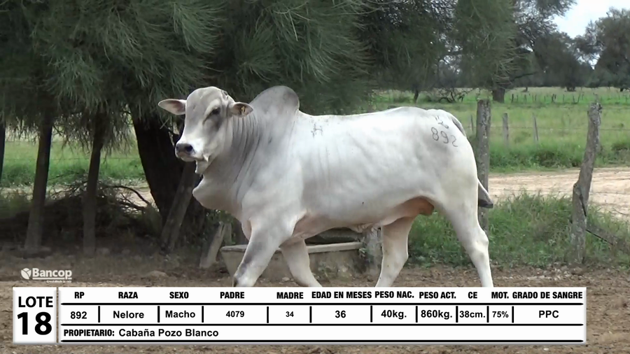 Lote Lote 18