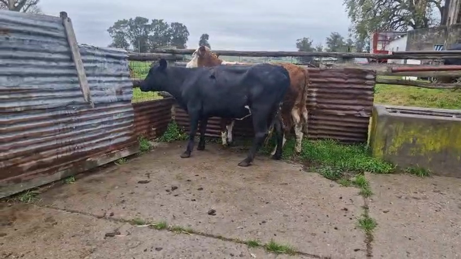 Lote 2 Novillos a remate en Pantalla Aniversario - Escritorio Camy, San José