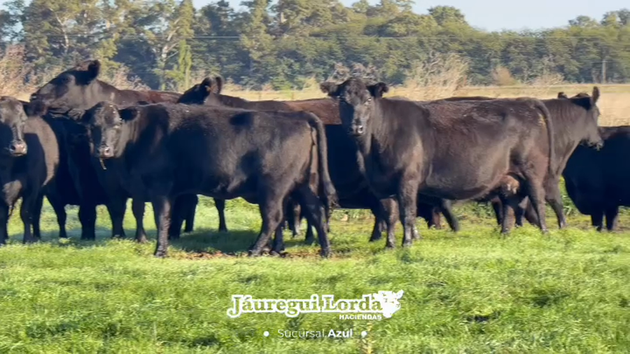 Lote 37 Vacas medio uso C/ gtia de preñez