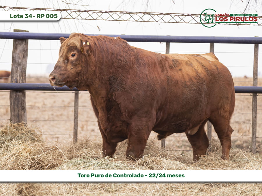 Lote TOROS PUROS CONTROLADOS - 22/24 meses