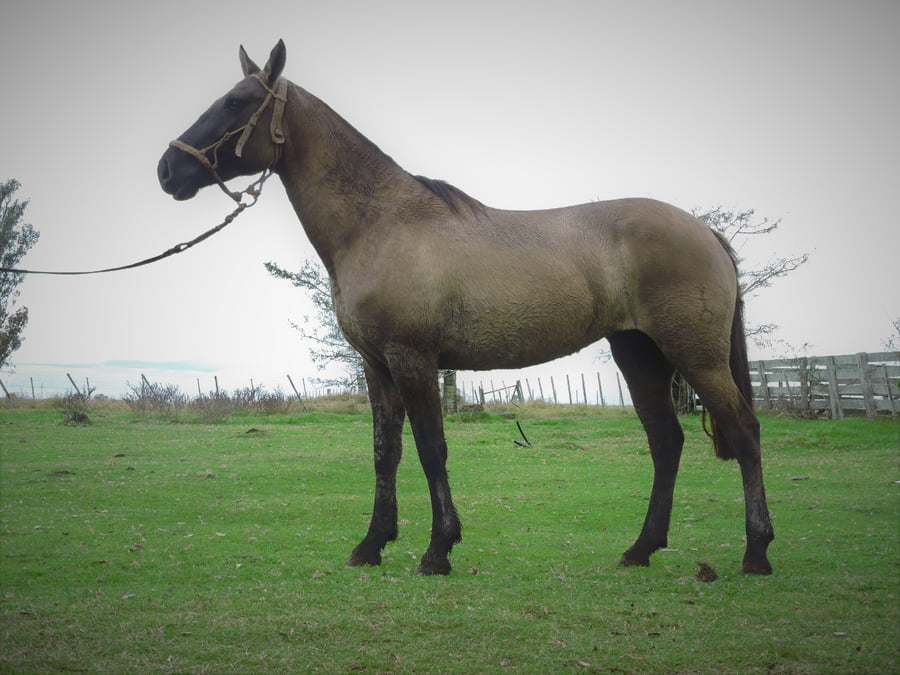 Lote FURIA EL TACUARAL - R.P. 304