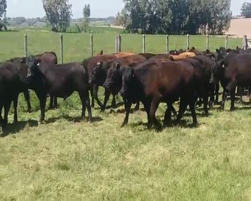 Lote (Vendido)42 Novillos AA 350kg -  en MENDAÑA