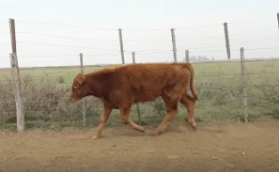 Lote 149 Novillitos y vaquillonas de 240Kg en Canals, Córdoba