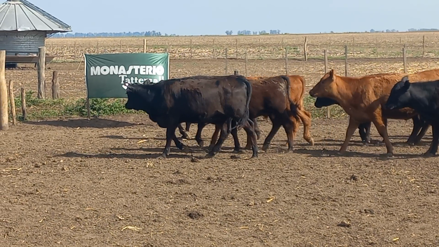 Lote 100 Terneras A TÉRMINO en Bolivar