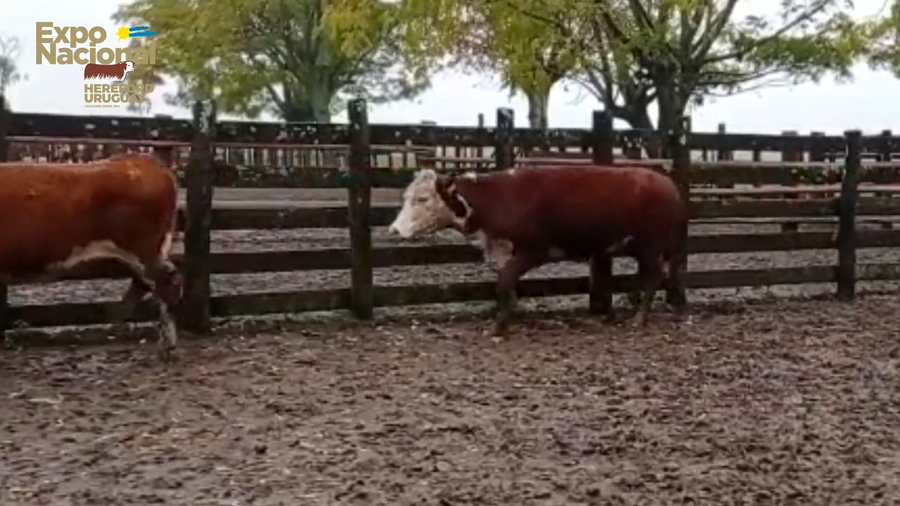 Lote 40 Vaquillonas 1 a 2 años HEREFORD a remate en Expo Nacional 2022 356kg - , Tacuarembó