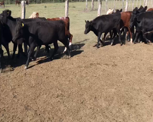 Lote 100 Terneras en Maciá, Entre Ríos