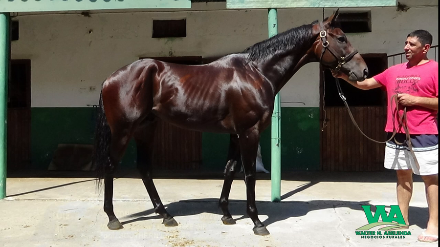Lote TONGA