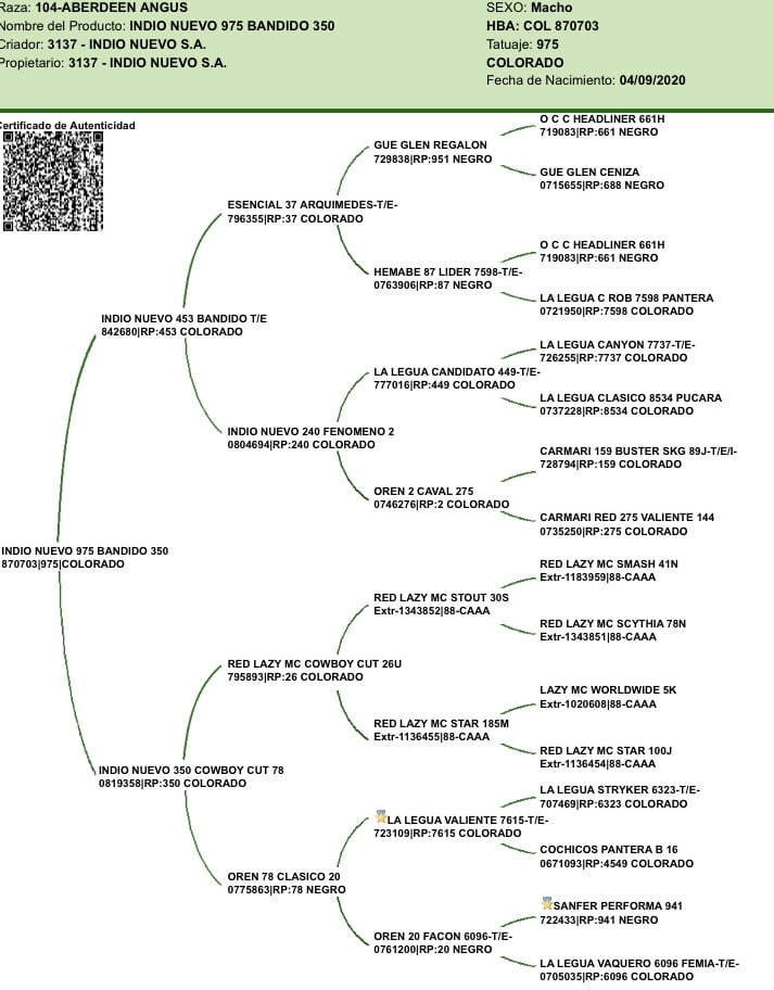 Lote "Toros ""SANTA ROSA"""