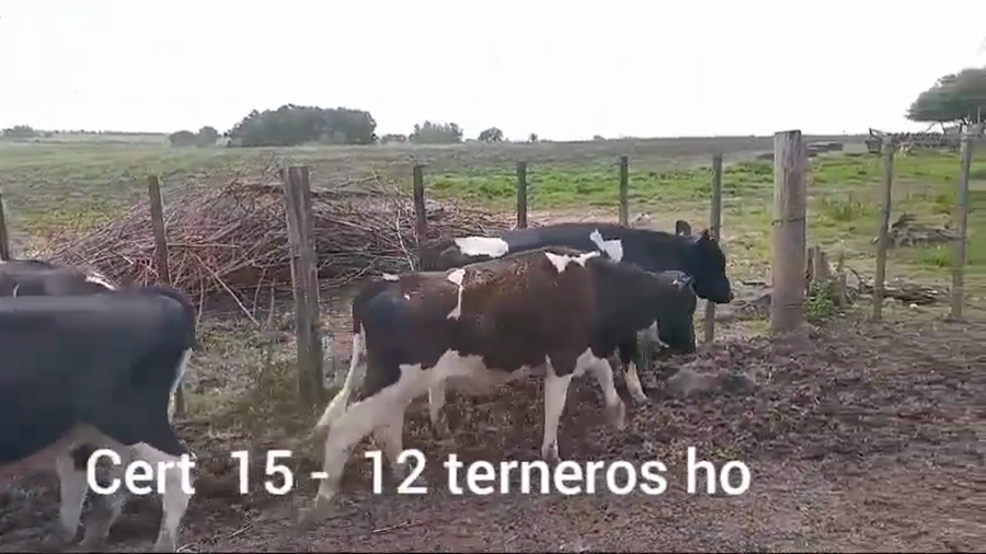 Lote TERNEROS