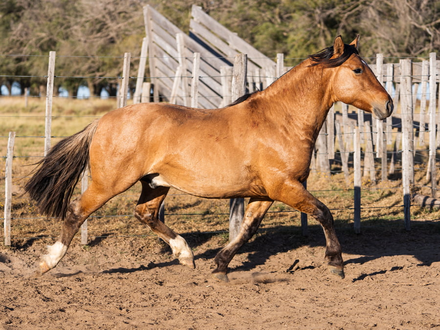Lote Monte Redondo Grillo
