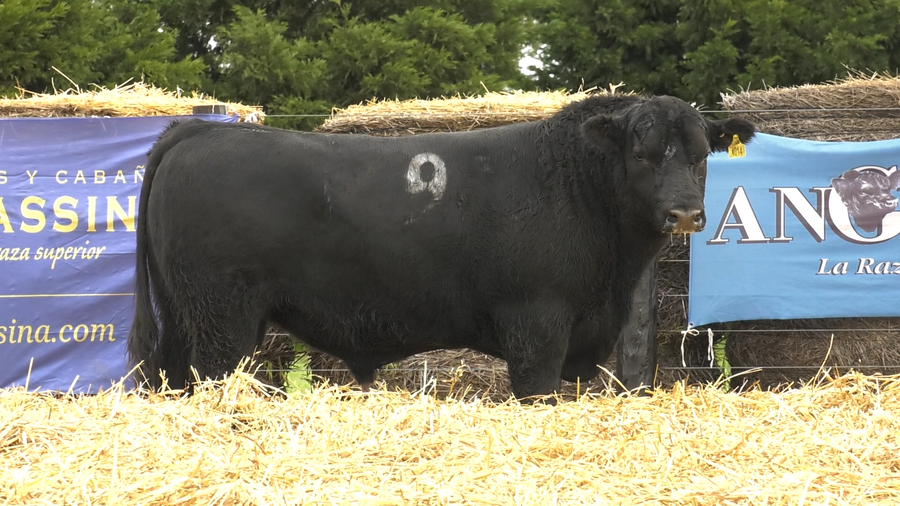 Lote TOROS ANGUS PURO CONTROLADO