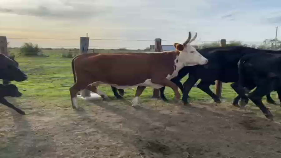 Lote 16 Vacas CUT preñadas en Corrientes, Curuzú-Cuatiá