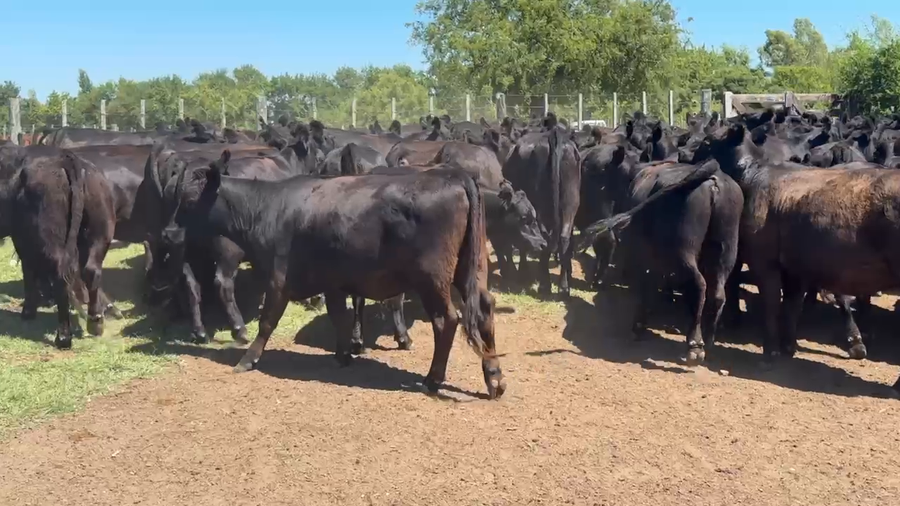 Lote 130 Vaquillonas