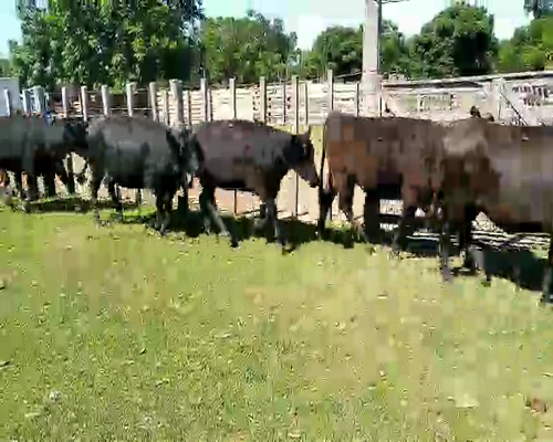 Lote 20 Vientres Preñados en Melo, Cerro Largo