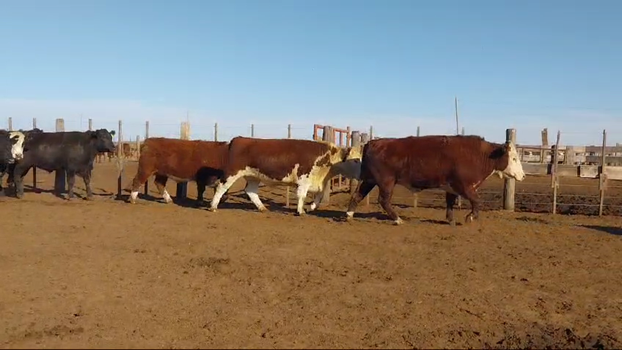Lote 33 Novillos en Gualeguay, Entre Ríos