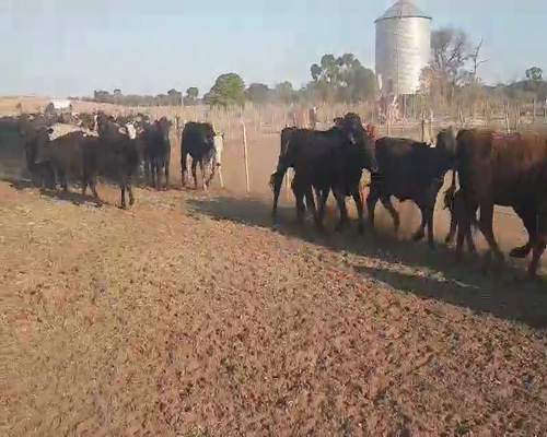 Lote 110 Terneros/as en Tintina, Santiago del Estero