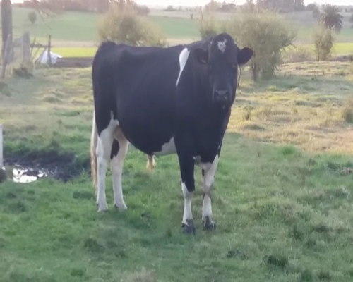 Lote Toros a remate en Pantalla Carmelo 900kg -  en JUAN GONZALEZ