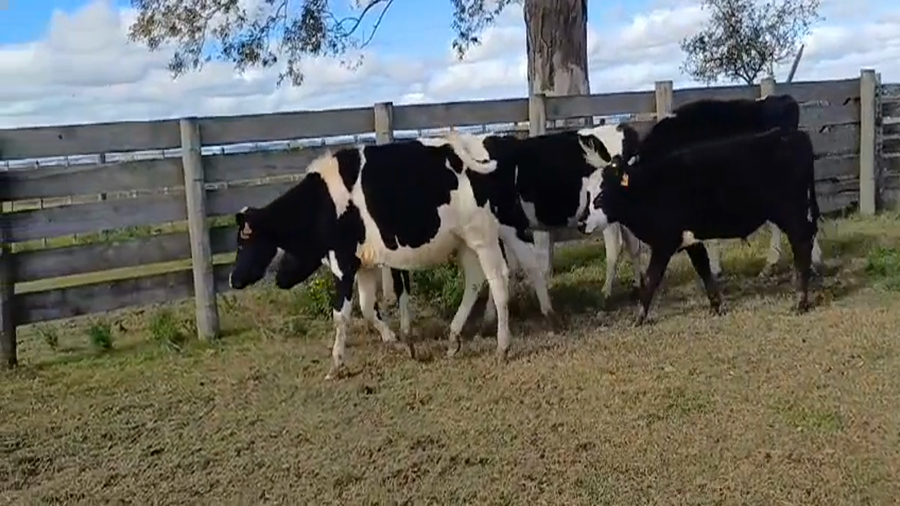 Lote 5 Novillos Holando y Cruza a remate en #45 Pantalla Carmelo  265kg -  en Cuchilla del Perdido