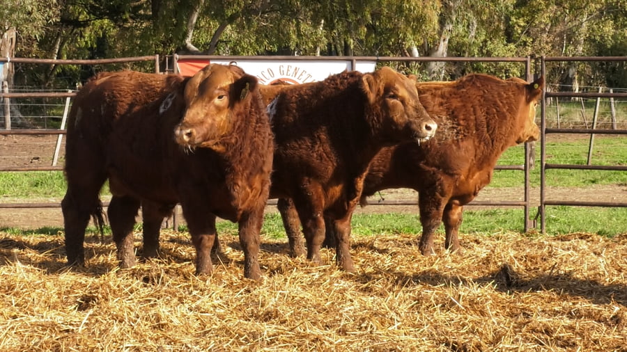 Lote TOROS ANGUS COLORADOS PC