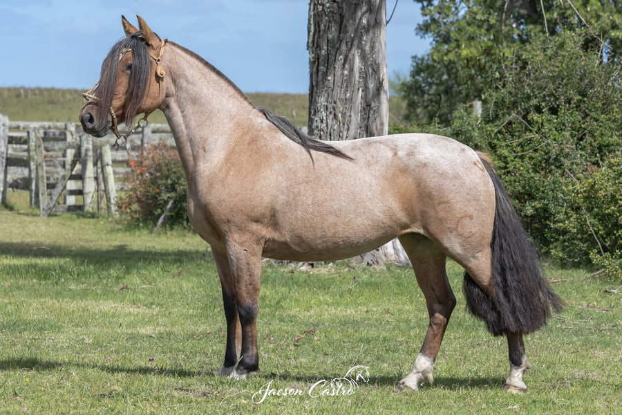 Lote Rutina De Los Recuerdos