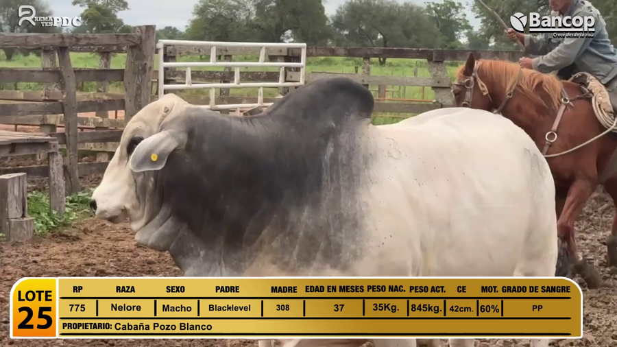 Lote Toros Nelore a remate en Jueves 29 de mayo- Remates PDC, Presidente Hayes