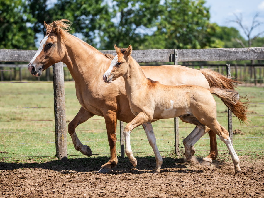 Lote DEL SIETE JINETA