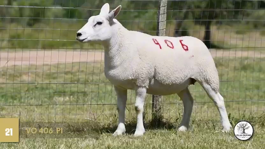 Lote Borregas a remate en Texel Don Amilcar y Villa Olivar, Canelones