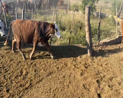 Lote 50 Vaquillonas C/ gtia de preñez en Ceres, Santa Fe