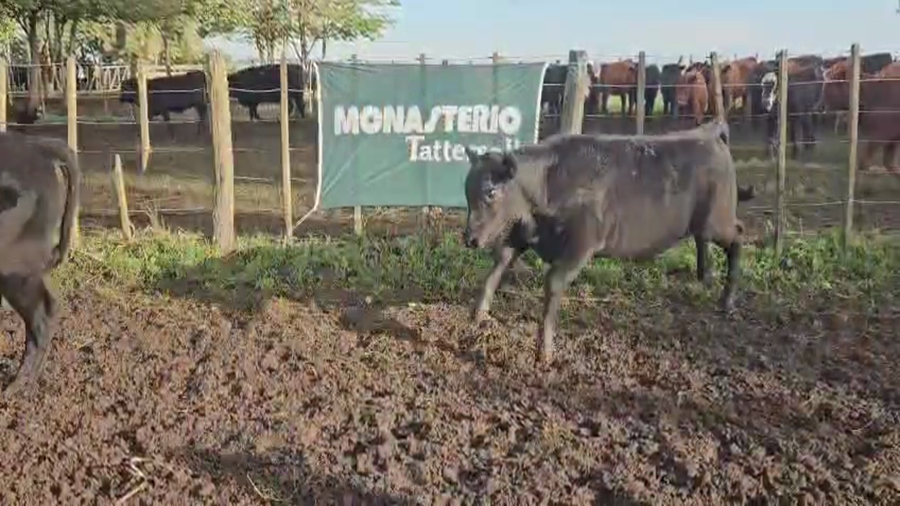 Lote 100 Terneros en Bolívar
