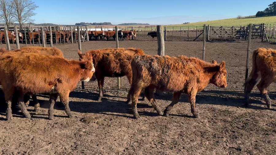 Lote 65 Terneros/as en Azul