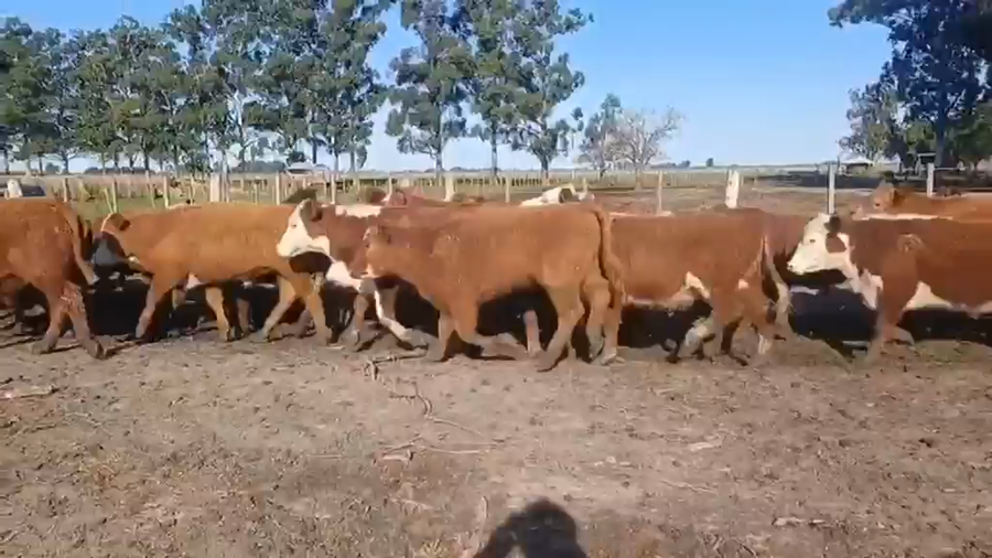 Lote 55 Novillitos y vaquillonas