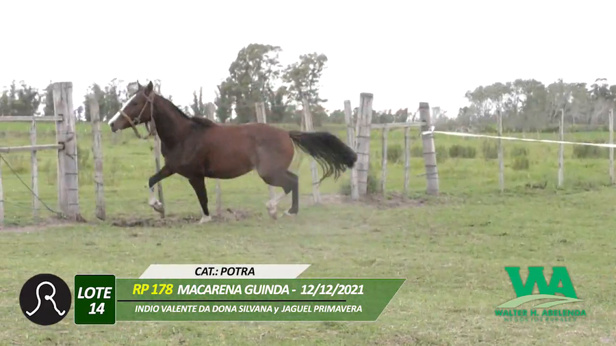 Lote MACARENA GUINDA