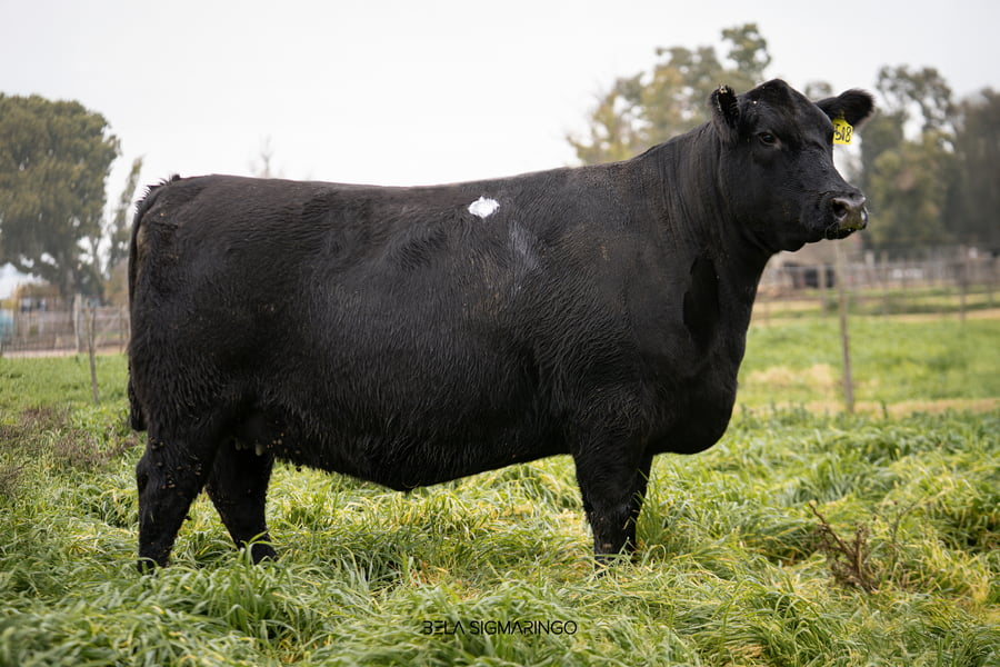 Lote VAQUILLONAS ANGUS  PP PREÑADAS