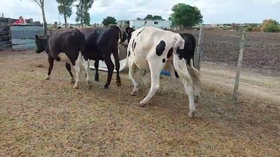 Lote 4 Novillos Holando y Cruza a remate en Pantalla Camy - Liquidación de Estancia en Carreta Quedada
