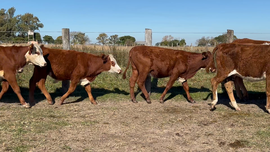 Lote 104 Terneros/as en Corrientes, Mariano I. Loza