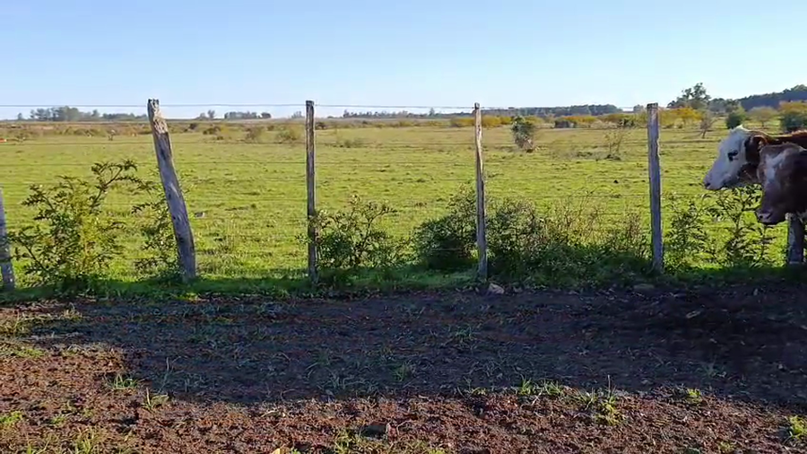 Lote 10 Vacas CUT preñadas