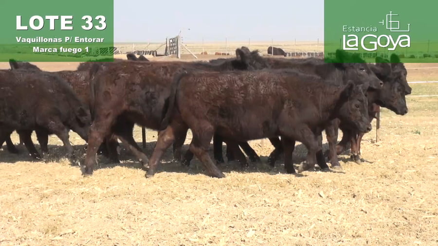 Lote VAQUILLONAS PARA ENTORAR