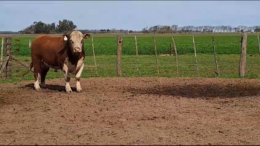Lote TORO PURO DE PEDIGREE