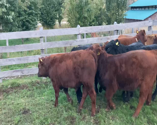 Lote 17 Ternero en Aysén, XI Región Aysén