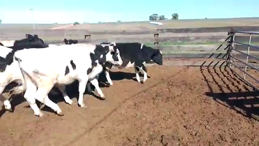 Lote 12 Terneros Holando