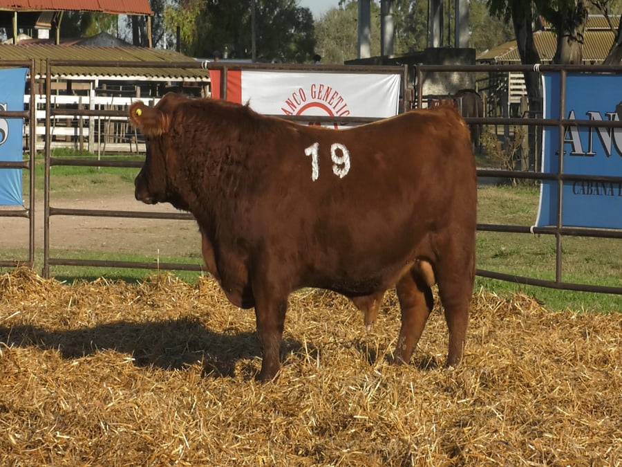Lote TOROS ANGUS COLORADOS PC