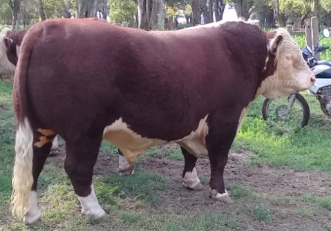 Lote Dosis de Semen Jotabe X4691 "Top Gun"