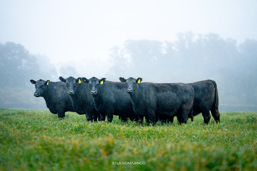 Lote VAQUILLONAS ANGUS NEGRAS PC PARA SERVICIO