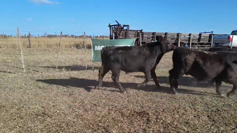 Lote 83 Terneros en Espartillar