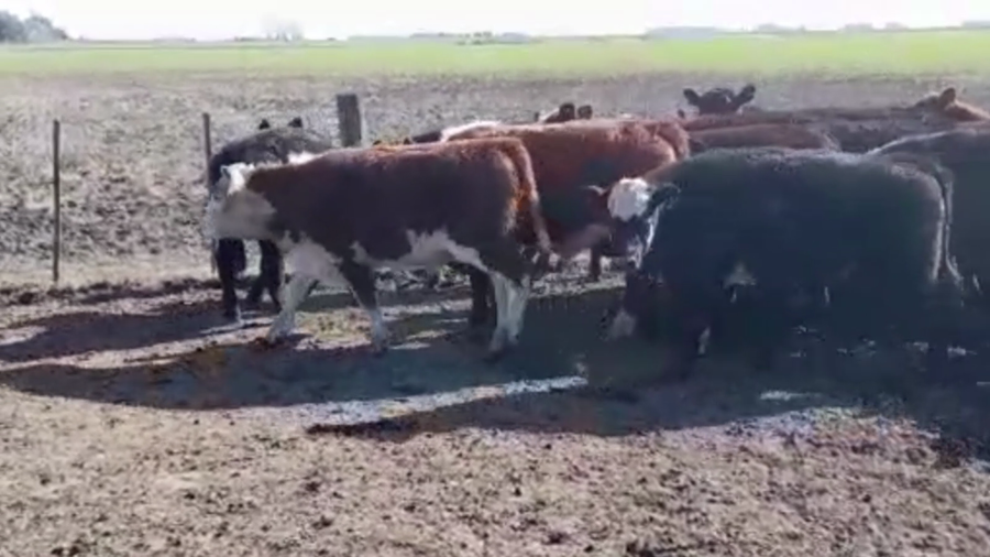 Lote 62 TERNS. MACHOS, PIROVANO, BS. AS.