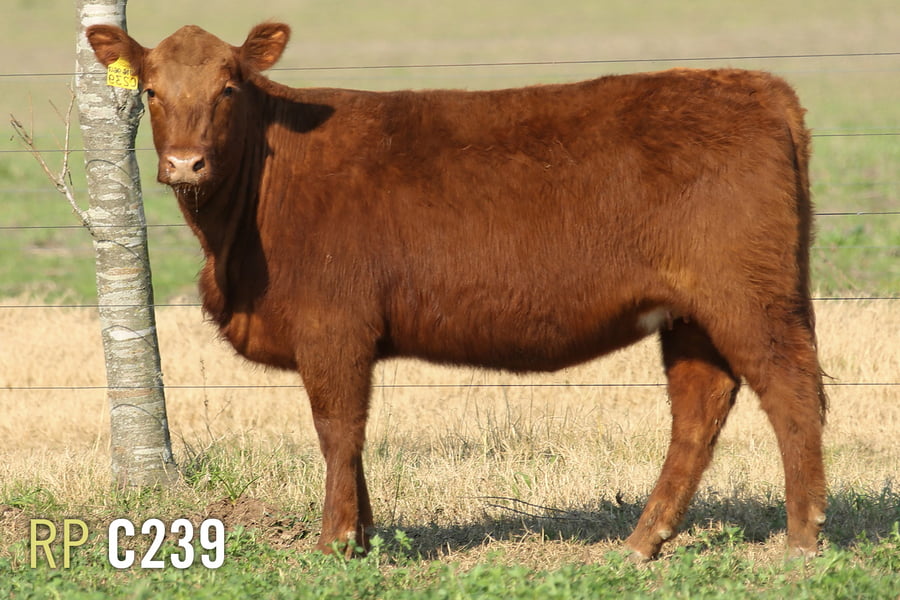 Lote 3 TERNERAS PURAS DE PEDIGREE