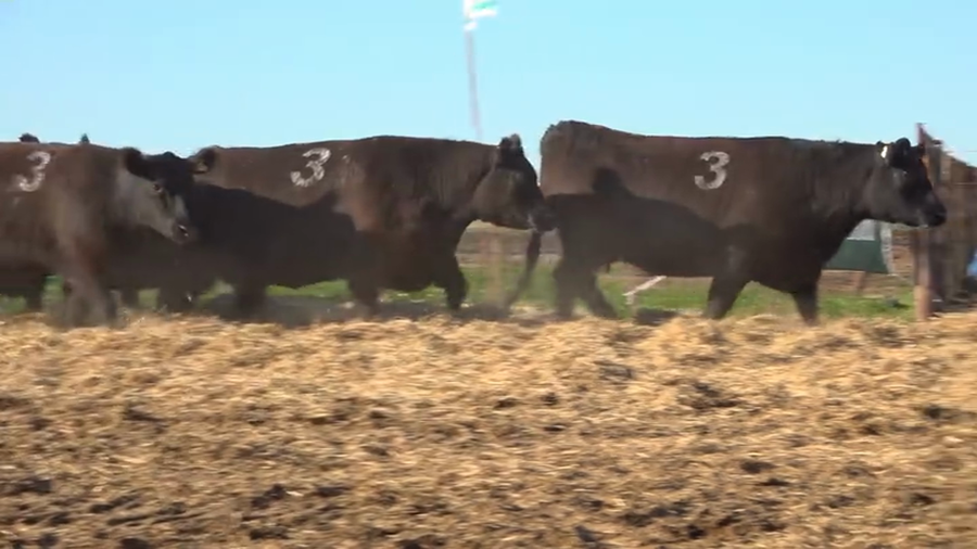 Lote Vaquillas  con Crias Tres Molinos